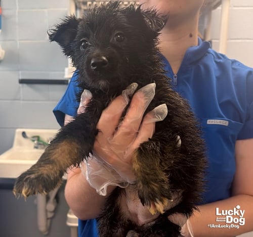 CLOVER - Shetland Sheepdog Sheltie / Shepherd available for adoption