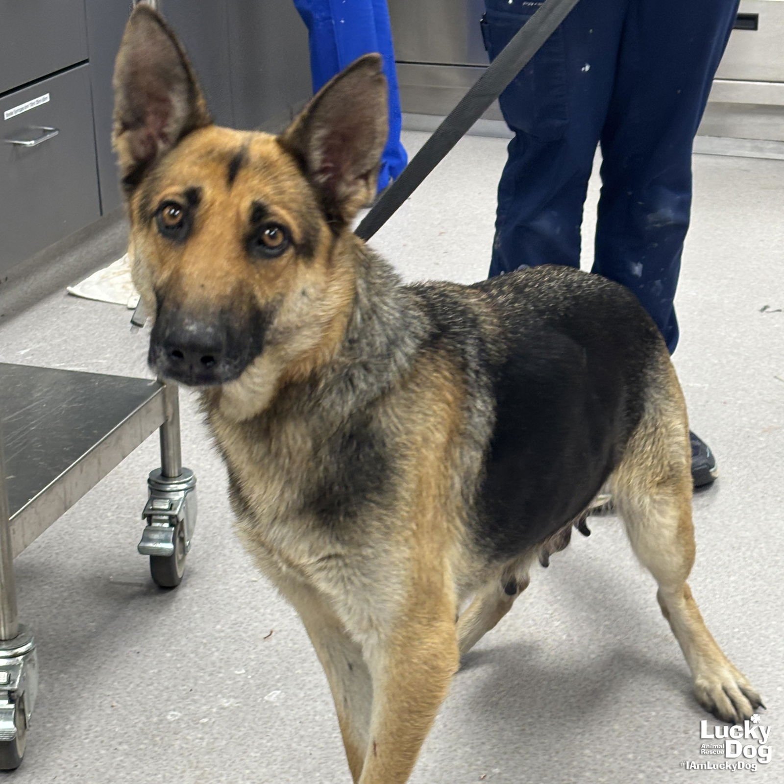 MELANIE - German Shepherd Dog available for adoption