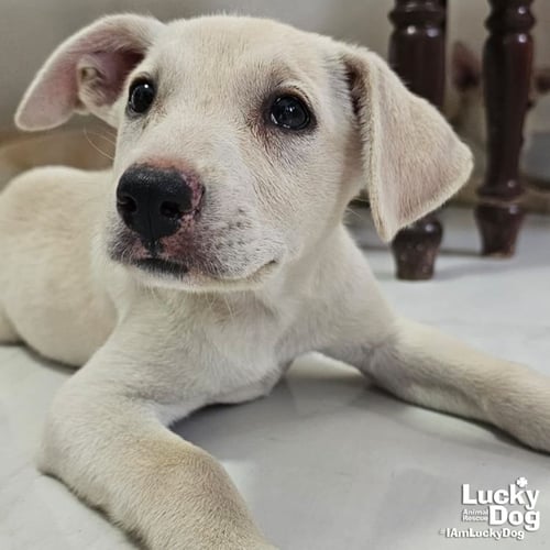 ISA - Australian Shepherd / Cattle Dog available for adoption