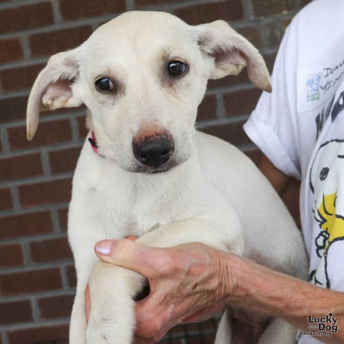 ISA - Australian Shepherd / Cattle Dog available for adoption