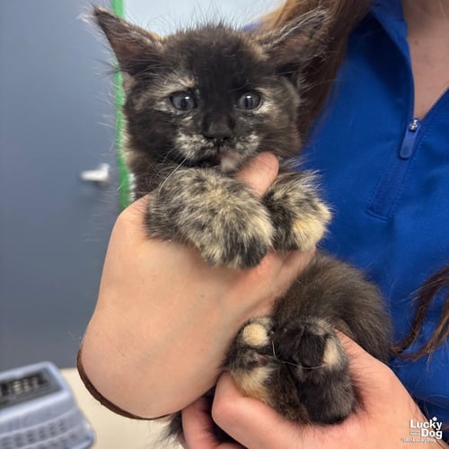 BUNNY - Domestic Medium Hair available for adoption