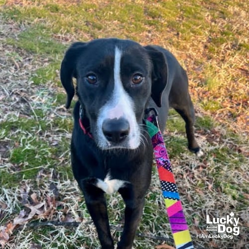 HASSIE - Labrador Retriever / Retriever available for adoption