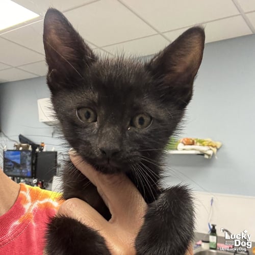 CHAR - Domestic Short Hair available for adoption