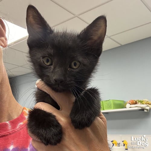 CHAR - Domestic Short Hair available for adoption