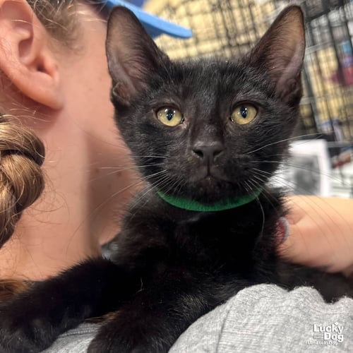 CHAR - Domestic Short Hair available for adoption