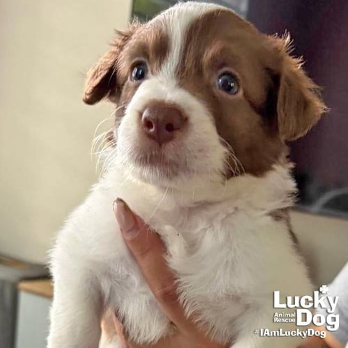 AMARO - Border Collie available for adoption