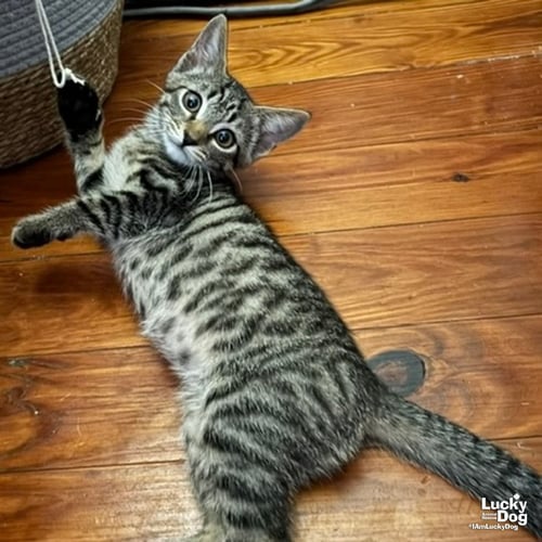 URSULA - Domestic Short Hair available for adoption