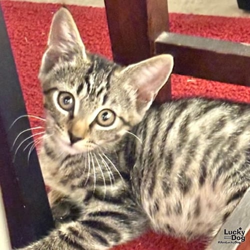 URSULA - Domestic Short Hair available for adoption
