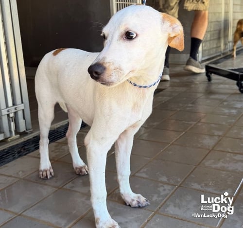 LEO DAN - Shepherd / Retriever available for adoption