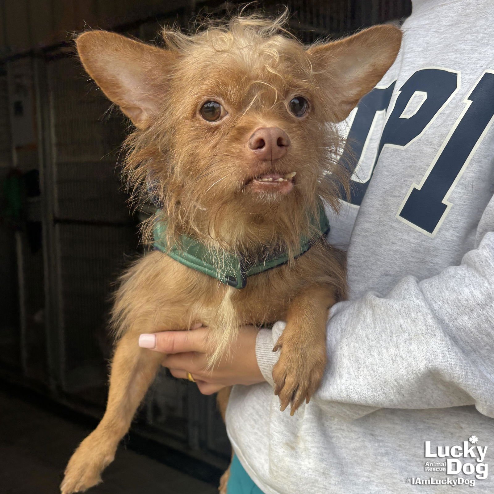 SIMBA - Chihuahua available for adoption