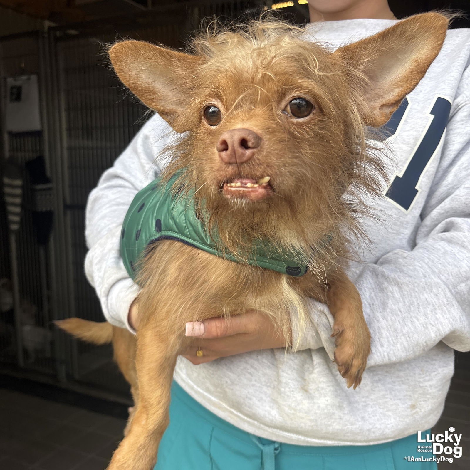 SIMBA - Chihuahua available for adoption