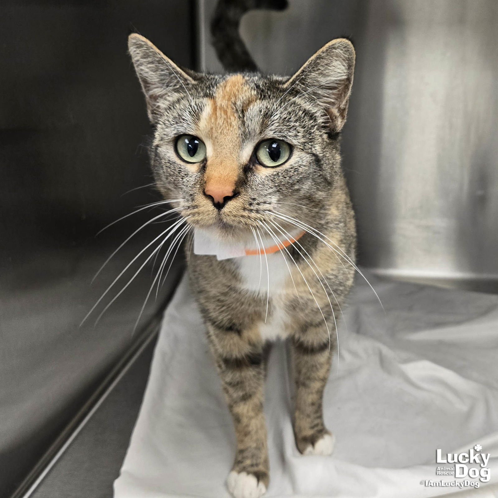 BO PEEP - Domestic Short Hair available for adoption