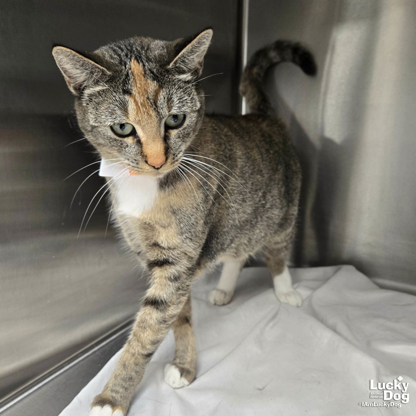 BO PEEP - Domestic Short Hair available for adoption