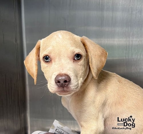 KODA - Labrador Retriever / Terrier available for adoption