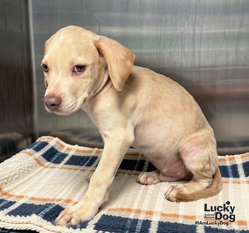 KODA - Labrador Retriever / Terrier available for adoption