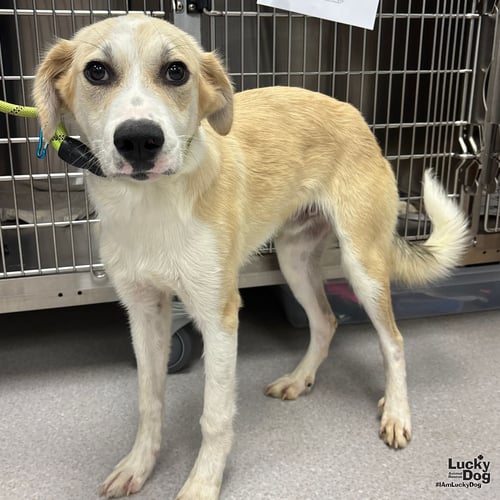 GOMEZ - Great Pyrenees / Labrador Retriever available for adoption