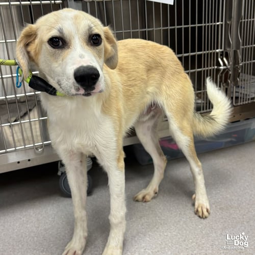 GOMEZ - Great Pyrenees / Labrador Retriever available for adoption