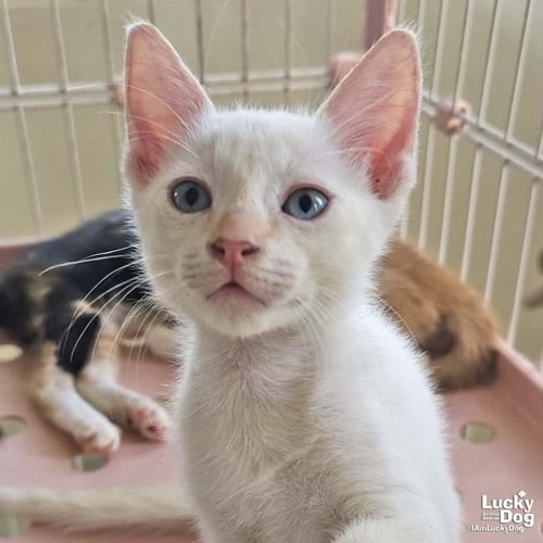GANDIT - Domestic Short Hair available for adoption