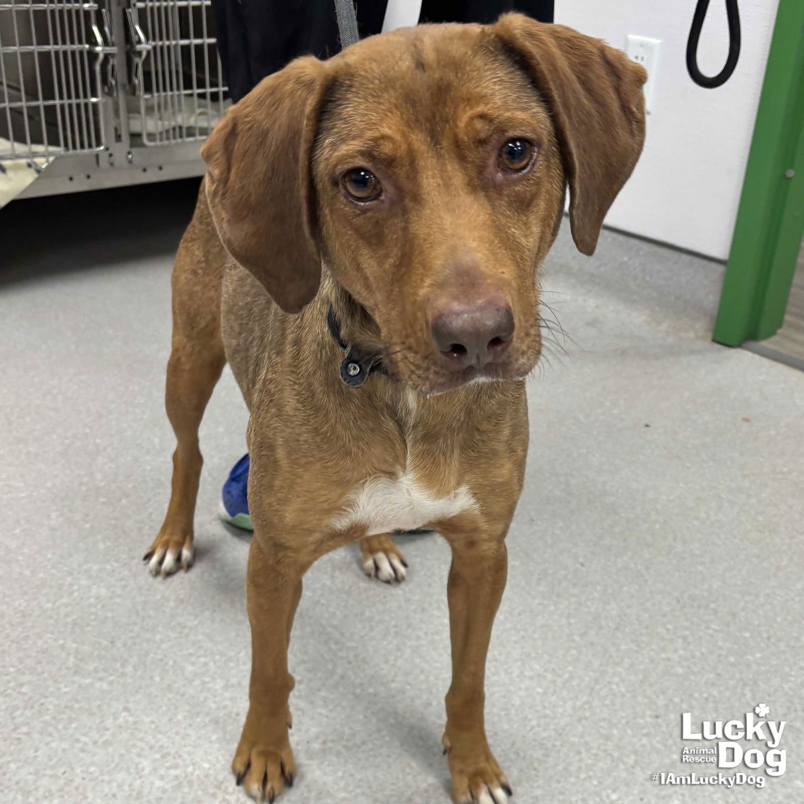 HONEY - Hound available for adoption