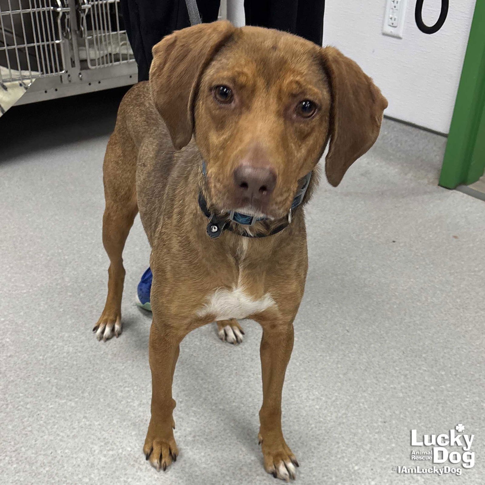 HONEY - Hound available for adoption