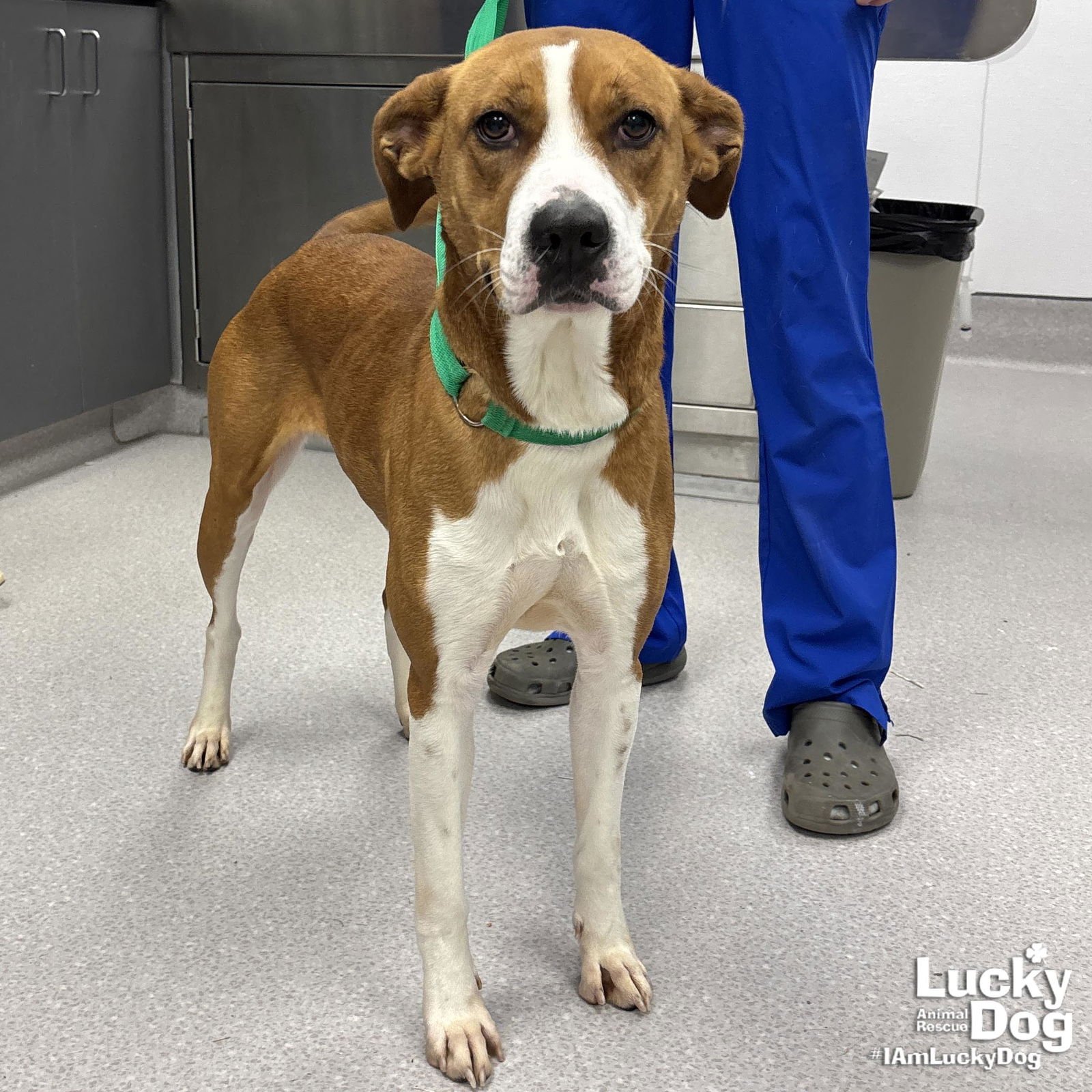 STAR - Labrador Retriever / Boxer available for adoption