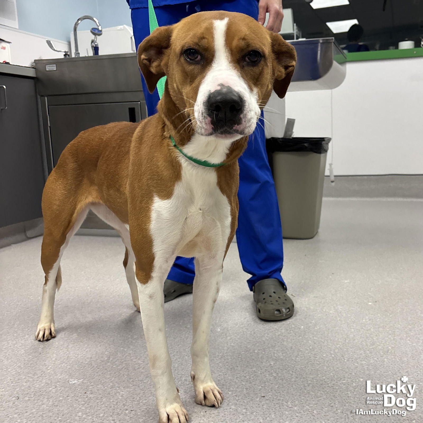 STAR - Labrador Retriever / Boxer available for adoption