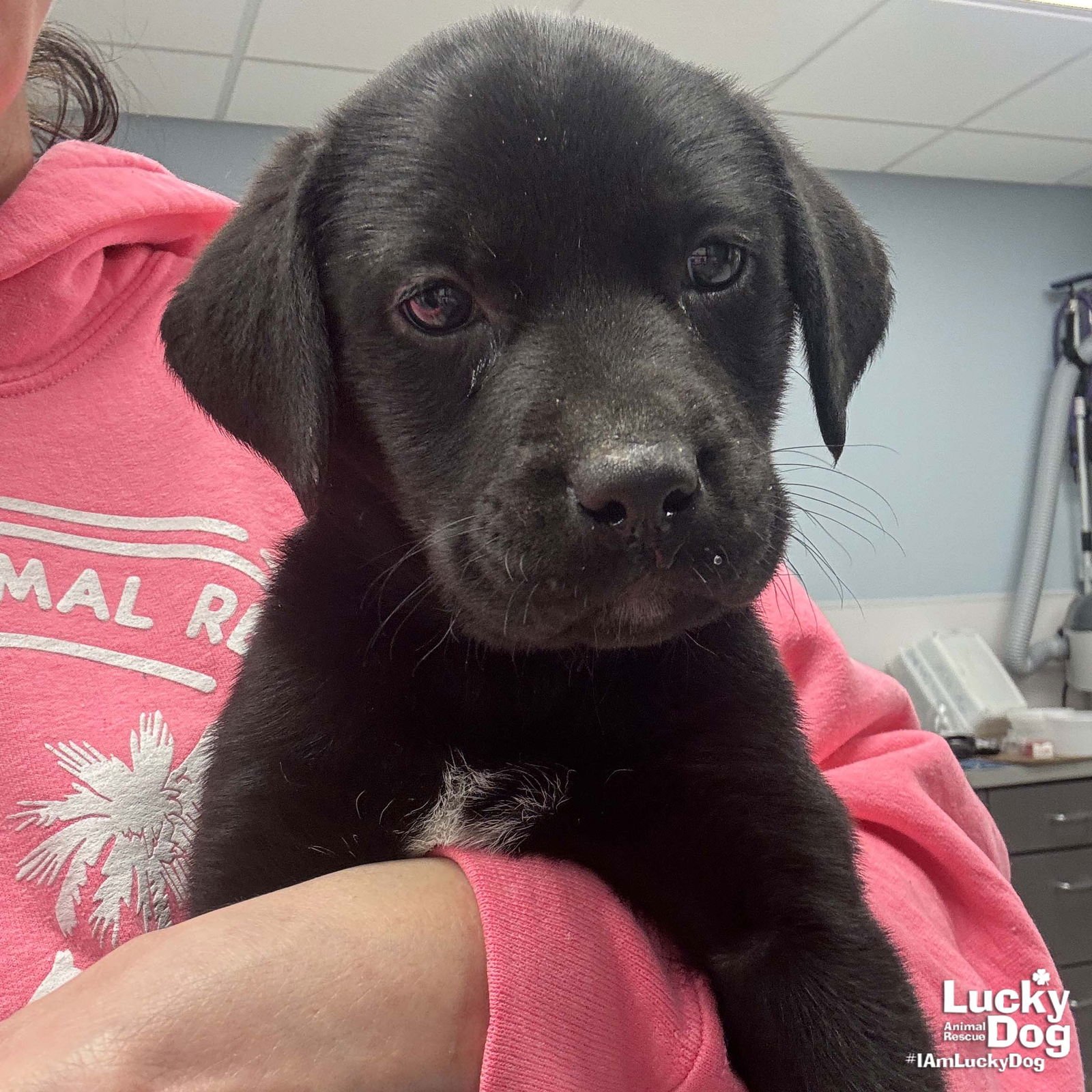 SERENA - Labrador Retriever / Shepherd available for adoption