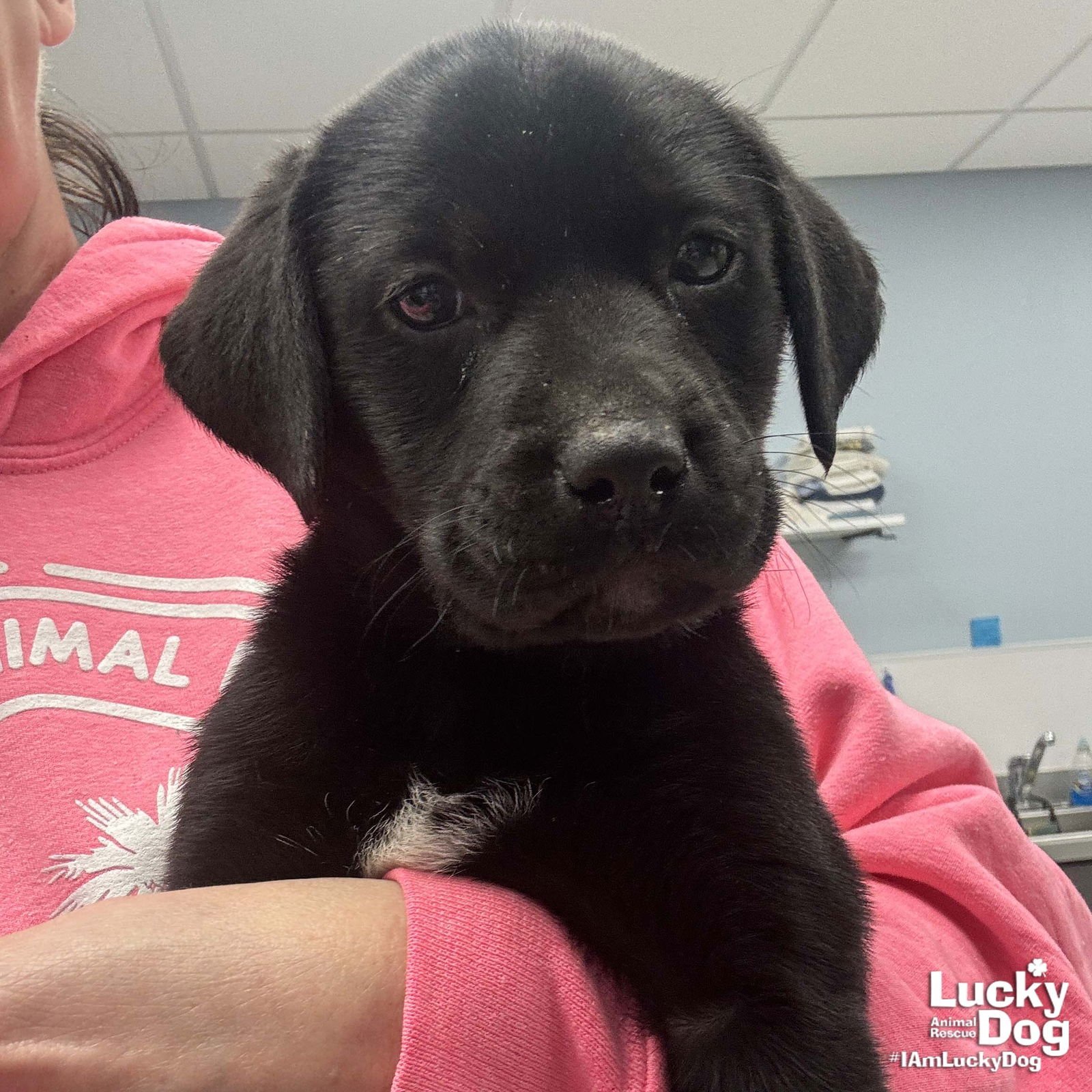 SERENA - Labrador Retriever / Shepherd available for adoption