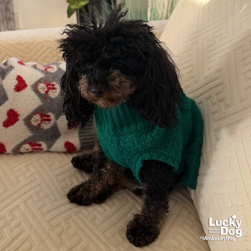 BAYLEE - Poodle (Toy) available for adoption