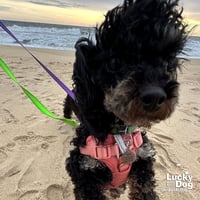 Baylee - Photo 3