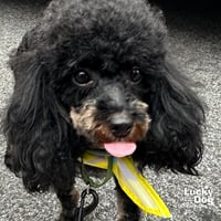 Baylee - Photo 2