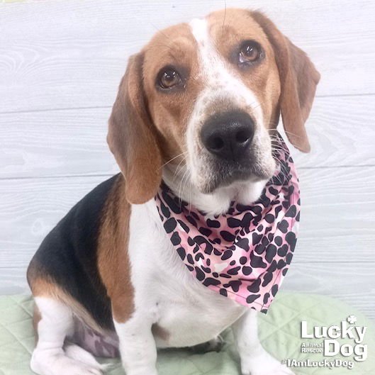 CANDY - Beagle / Basset Hound available for adoption
