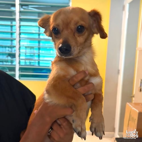 FREDO - Chihuahua available for adoption