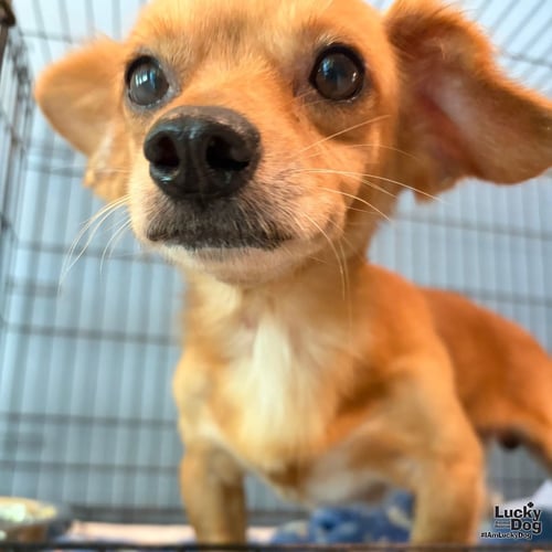 FREDO - Chihuahua available for adoption