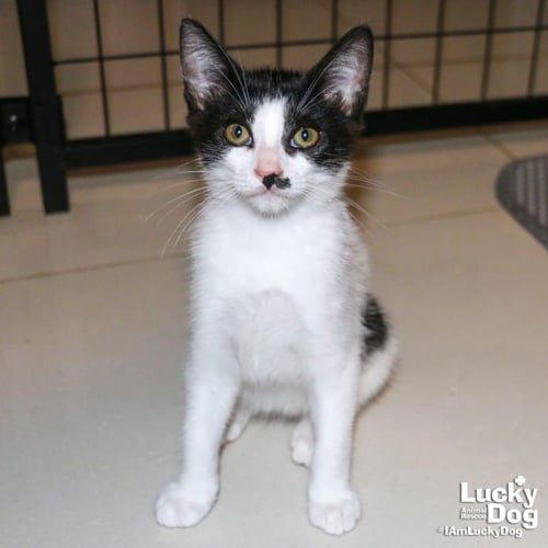 CELLO - Domestic Short Hair available for adoption