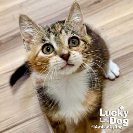 JENNY - Domestic Short Hair available for adoption