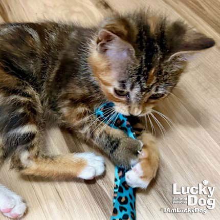 JENNY - Domestic Short Hair available for adoption