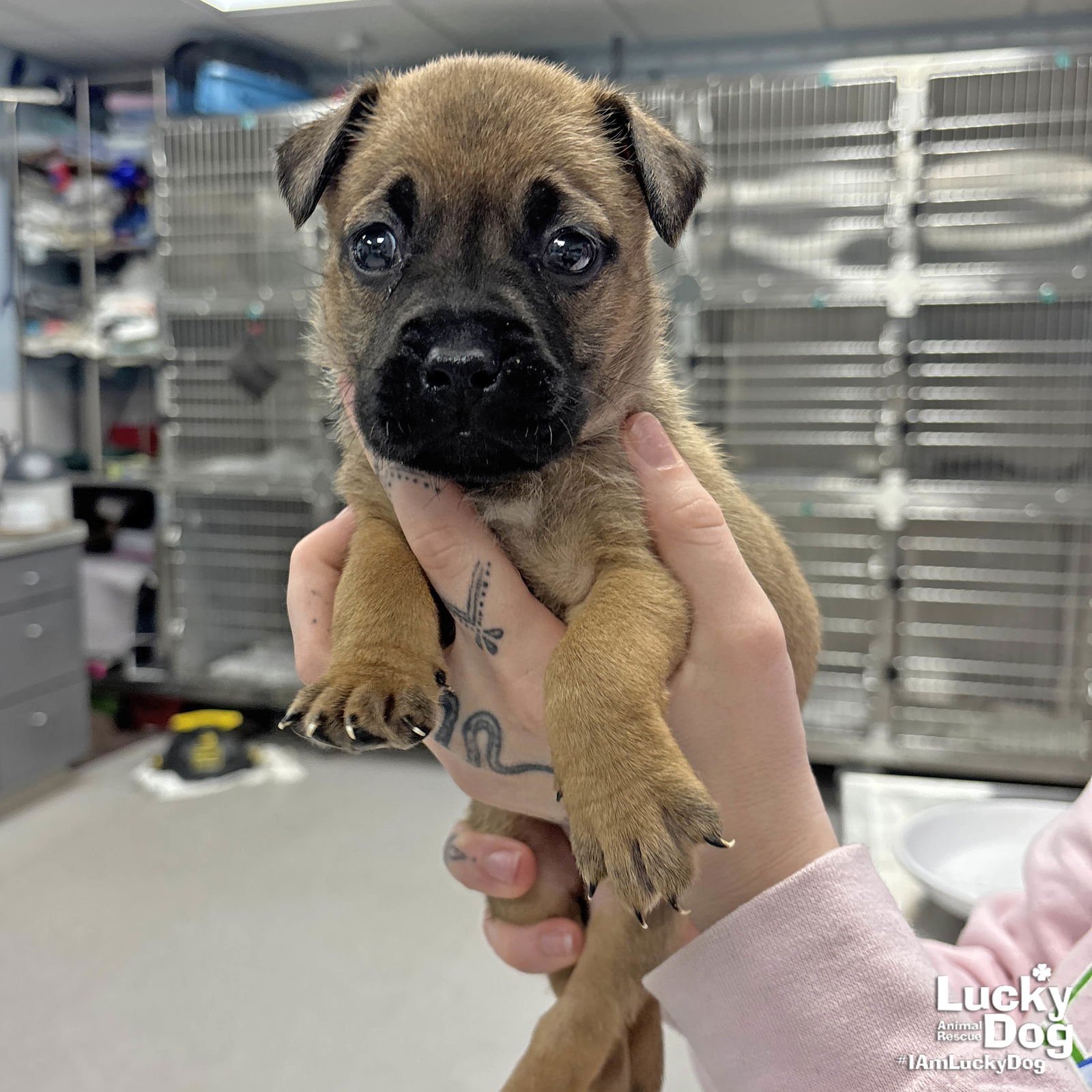 WEASEL - Shepherd / Labrador Retriever available for adoption