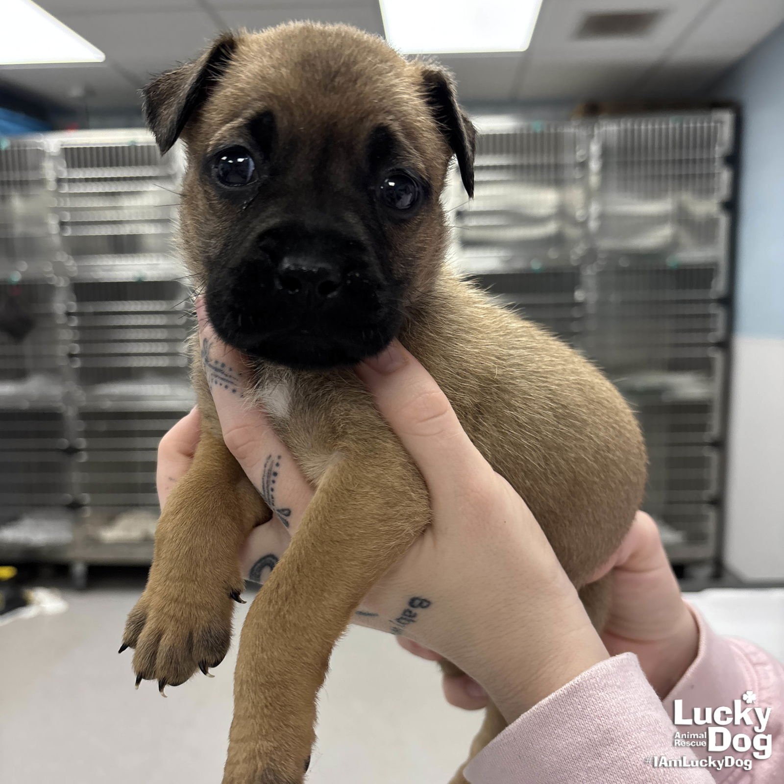 WEASEL - Shepherd / Labrador Retriever available for adoption