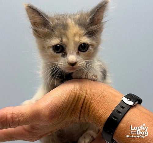 AUTUMN - Domestic Short Hair available for adoption