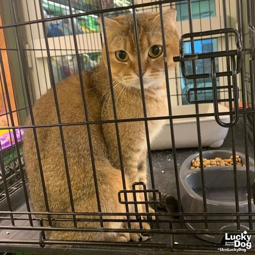 BEYA - British Shorthair available for adoption