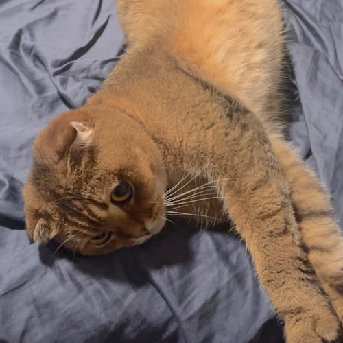 BEYA - British Shorthair available for adoption