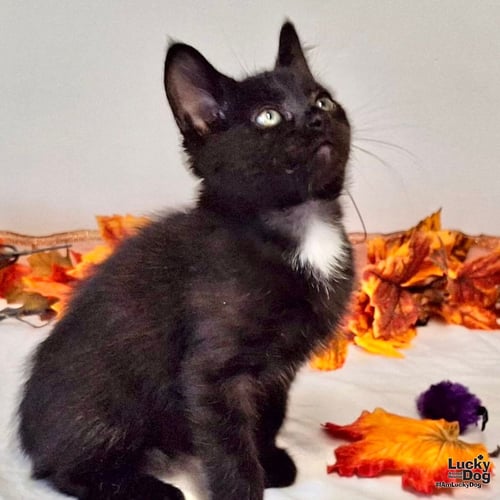 BERT BOBBSEY - Domestic Short Hair available for adoption