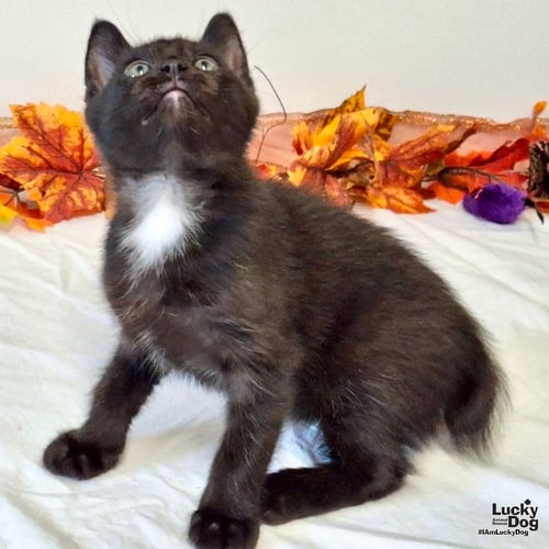 BERT BOBBSEY - Domestic Short Hair available for adoption