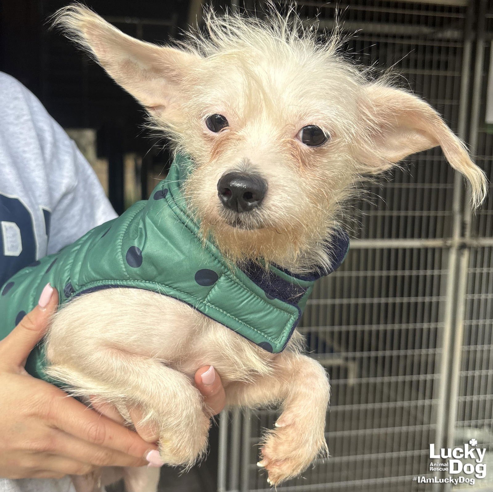 SNOWIE - Chihuahua available for adoption