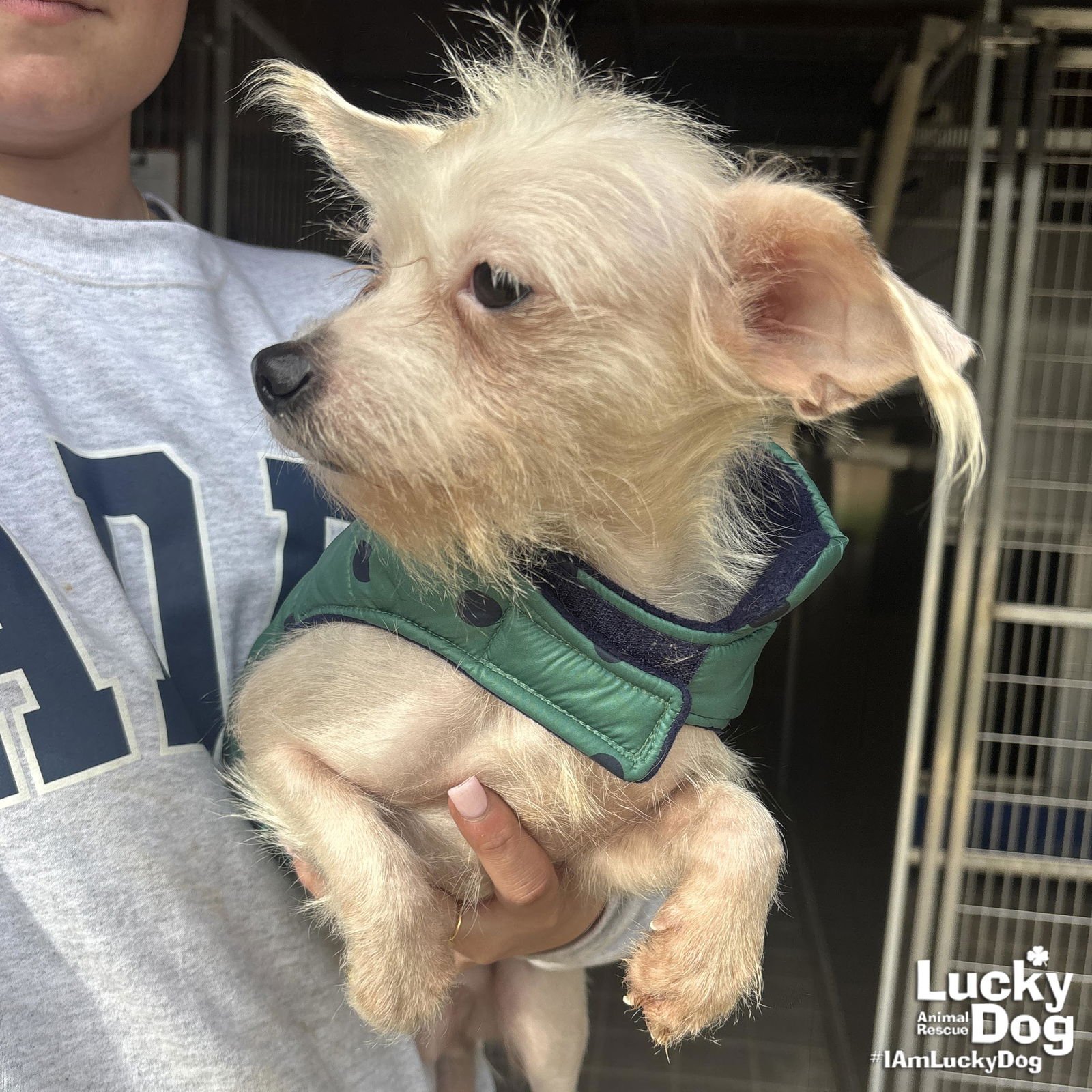 SNOWIE - Chihuahua available for adoption