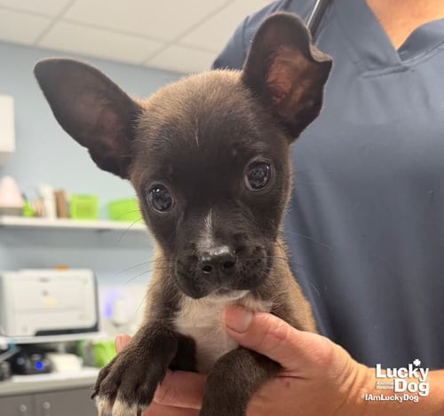 OUNCE - Shepherd / Terrier available for adoption