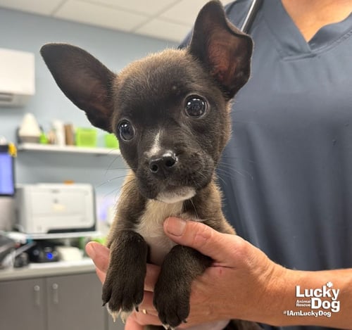 OUNCE - Shepherd / Terrier available for adoption