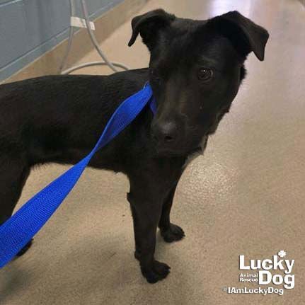 MAYA - Labrador Retriever available for adoption