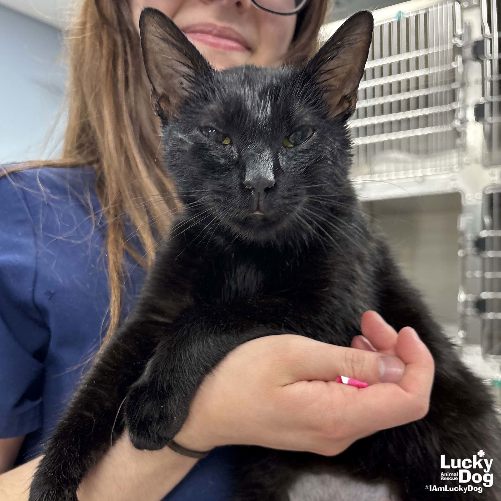 TAROT - Domestic Short Hair available for adoption